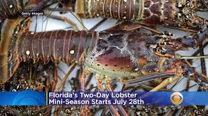 When you want a simple lobster tail meal, just split any of our key largo frozen lobster tails. Grab Your Tickle Stick Florida Lobster Mini Season Begins Next Week Cbs Miami