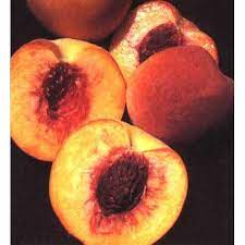 Check spelling or type a new query. Loring Peach Tree Semi Dwarf At Www Groworganic Com Peach Trees Peach Trees To Plant