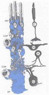 Cas article google scholar 15. The Muller Cell A Functional Element Of The Retina Trends In Neurosciences