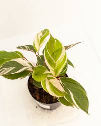 Image result for Maranta arundinacea