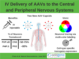 3 mi) northeast of the central business district of pensacola, in escambia county, florida, united states. Aavs Created For Gene Delivery To The Cns And Pns