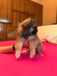 Pekinez Pekingese Disi Yavru Pekinez Pekingese Disi Yavru Kopek Kopekseverler Kopeksahiplendirme Kopekyavrusu Evcil Pekinez Kopek Evcil Hayvanlar