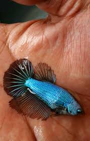 Fwbettashm1548826802 Female Black Green Dragon Betta Fish Halfmoon Betta Betta