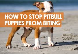 Turn your face away to blank the puppy, tuck your limbs in as much as possible and the puppy may stop. How To Get A Pitbull Puppy To Stop Biting 12 Methods To Stop Nipping