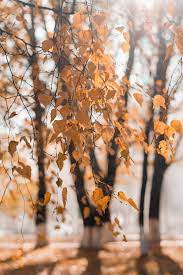 100 000 Best Blurred Background Photos Free To Download Pexels Stock Photos Download the perfect background images.