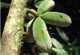 Image result for Uvariastrum germainii