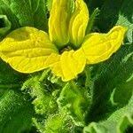 Image result for Cucumis engleri