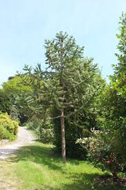Image result for Araucaria angustifolia
