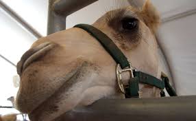 From camels to cockroaches, the lowdown on a bunch of extreme milks—plus, the nutritional value goats produce around 2 percent of the world's milk, and make dairying possible in regions with without agglutinin in the picture, the fat globules don't cluster together, so they're easier to digest. Getting Camel Milk Over The Hump Modern Farmer