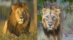 African Lion Asiatic Lion The Differences Lion Species African Lion Asiatic Lion