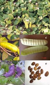 Image result for Canavalia cathartica