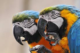 Nationwide exotic bird rescue and sanctuary. Birds And The Law