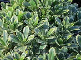 A clipped hedge of pittosporum tobira. Pittosporum Tobira Dwarf Variegata Boething Treeland Farms