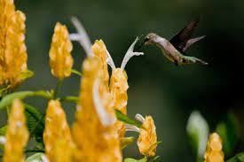 Hardiness zone, bloom, moisture and sunlight requirements, plants zone 5, zone 9. Hummingbird Flower Planting Zones Hummingbird Plants By Zone