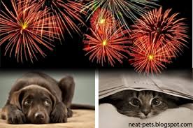 Image result for firework night pictures of dogs/cats