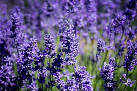 Edible lavender flowers near me. File Lavender Flowers In Bloom Oregon 35764444215 Jpg Wikimedia Commons