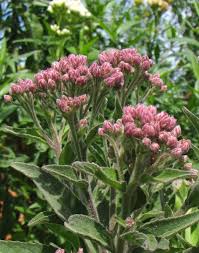 Image result for Pluchea