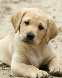 If You Look Into My Eyes Long Enough You Are Bound To Give Me A Treat Lab Puppies Labrador Retriever Puppies Cute Dogs And Puppies