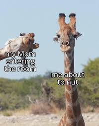 The template will get you up and running with giraffe, but i like to organize the things a bit. Example A Giraffe Photobombing Another Giraffe Meme Template Template In The Comments Memetemplatesofficial