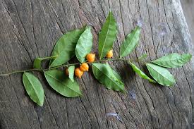 Image result for Carpolobia goetzei