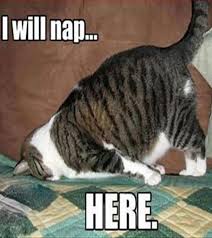 Top 40 Super Funny Animal Pictures With Captions Funny Animals With Captions Funny Cat Pictures Funny Animals