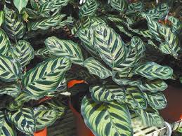 Image result for Maranta arundinacea