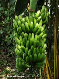 Image result for Musa paradisiaca