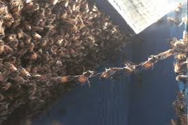 After getting to my home he inspected the house (we thought there was a bee hive in the support beam of my split level deck), he let us know there was no hive on my property. Bee Hive Swarm Removal Services For Los Angeles Orange County San Bernardino Palmdale Los Angeles Bee Wasp Removal Bee Green Natural Bee Removal