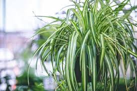 Image result for Chlorophytum pauper
