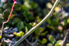 Image result for Cynanchum gerrardii