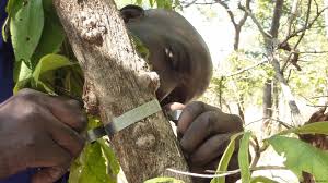 Image result for Brachystegia longifolia