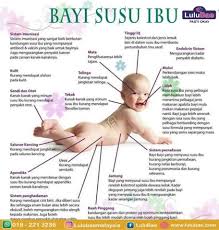 Kajian menunjukkan, wanita yang pernah menyusu bayi mereka dapat mengurangkan risiko. Blog Kami Page 5 Lulubae