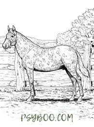 Cute horse foal coloring page Printable Horses Foals Coloring Pages For Kids Page 2 Of 4 Pdf Coloring Books