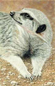 Colored pencils can also be combined with other media, such as graphite, markers, gel pens, watercolors, crayons, pastels, and gouache! Drawing Meerkat Fur Using Pastel Pencils The Colin Bradley School Of Art