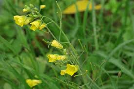 Image result for Diplocyclos tenuis