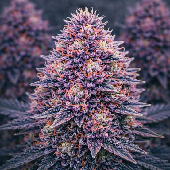 Pink Runtz 2.0 Strain – Strainpedia