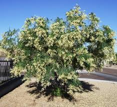 Image result for Acacia mearnsii