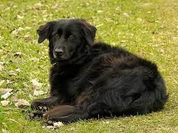 The black golden retriever is a creature similar to the loch ness monster and chupacabra. Black Golden Retriever Golden Retriever Mix Puppies Black Golden Retriever Dog Forum
