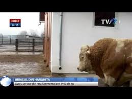 We did not find results for: Taurul Gyuri Mandria Fermierilor Din Harghita Youtube