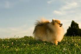 Si bien son leer más Perros Pequenos Pomerania Paperblog