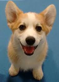 Summer is Barking Fun— CDTC Dogs Play & Relax!