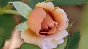 Credit kanda_em on twitter tags#acnh #animalcrossing #animalcrossingnewhorizons… A Rose By Any Other Name The Land Nsw
