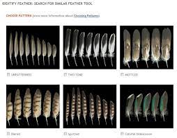 Maybe you would like to learn more about one of these? Found Feathers And The Feather Atlas The Infinite Spider