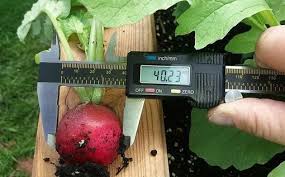 Mdr garten news termine streams auf tv wunschliste. Mdr Prasentiert Einfach Geniales Magic Green Bed