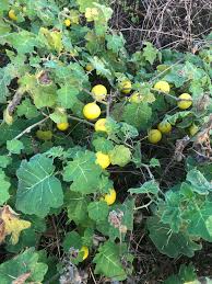 Image result for Solanum viarum