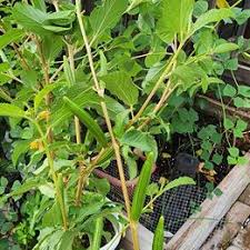 Image result for Corchorus olitorius