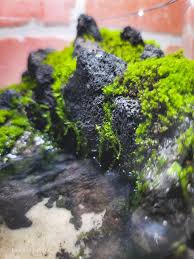 Diy Mini Paludarium Using Sidewalk Moss A Few Rocks A Little Soil Planted Aquarium Aquascape Design Soil