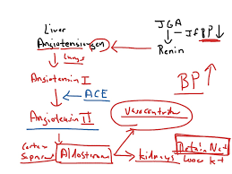 Has a reduced blood pressure due to reduced blood flow. Renin Angiotensin Aldosterone System Raas Science Endocrinology Cardiovascular Renin Aldosterone Angiotensin Showme