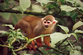 Monkey Primate Britannica
