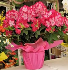 Nerium oleander pianta sempreverde, rustica, bisognosa di poche cure, l'oleandro è la specialità del nostro vivaio. Vendita Piante Pescara Vivaio Valpescara Garden